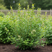Lush 'Hortblue Petite' Blueberry Bush, unripe berries, rich soil, wooden fence.